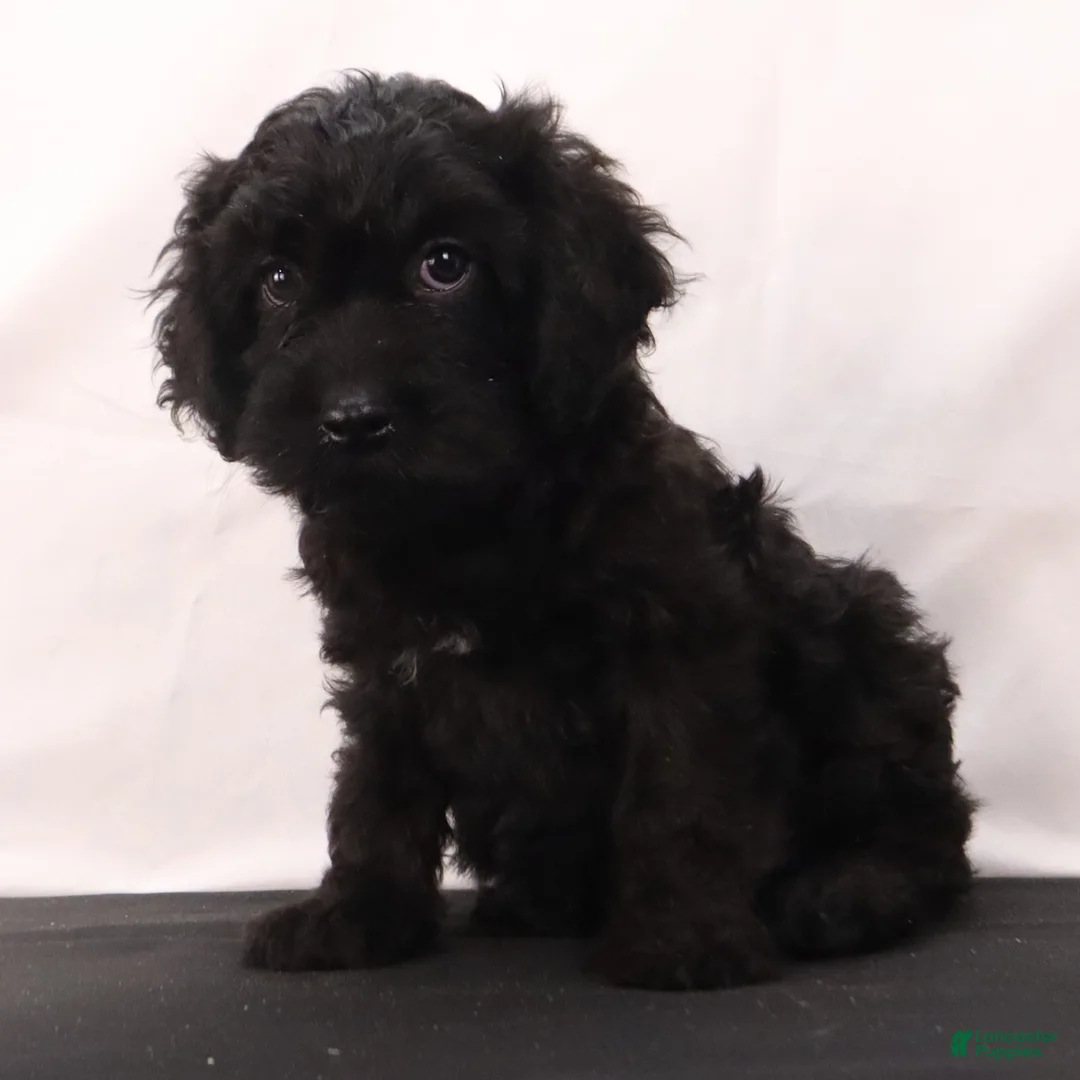Cavapoo dogs for sale: Duke - Ad 4