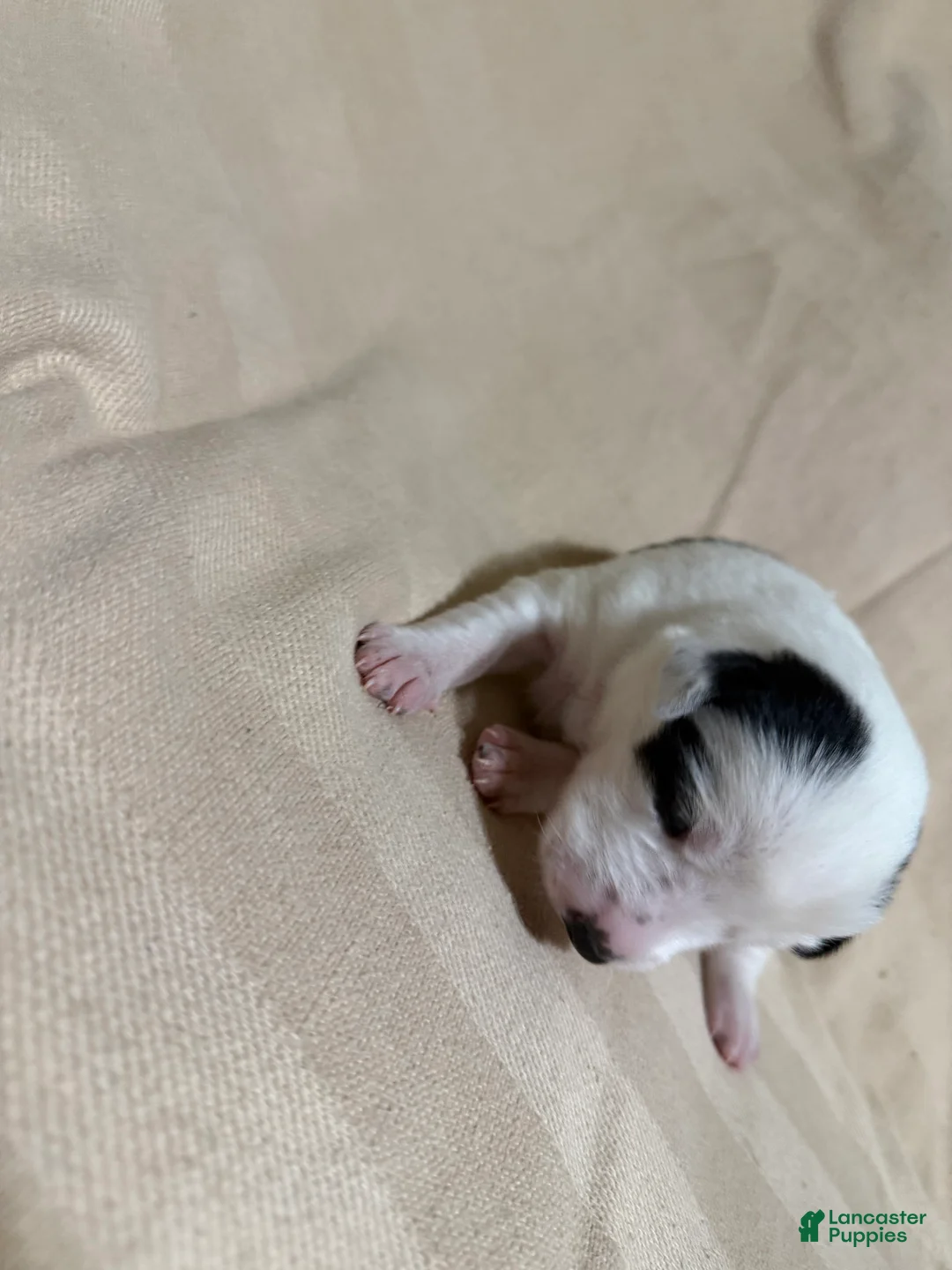 Mixed Breed dogs for sale: Nova - Ad 2