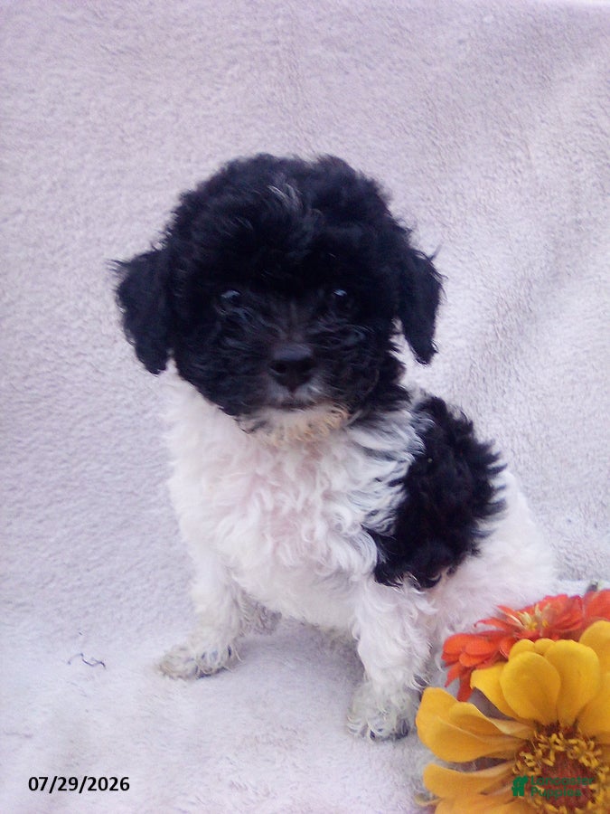Toy Poodle dogs Turbo - Ad 2