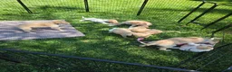 Borzoi dogs for sale: Fabien-APRI-Pedigree - Ad 9