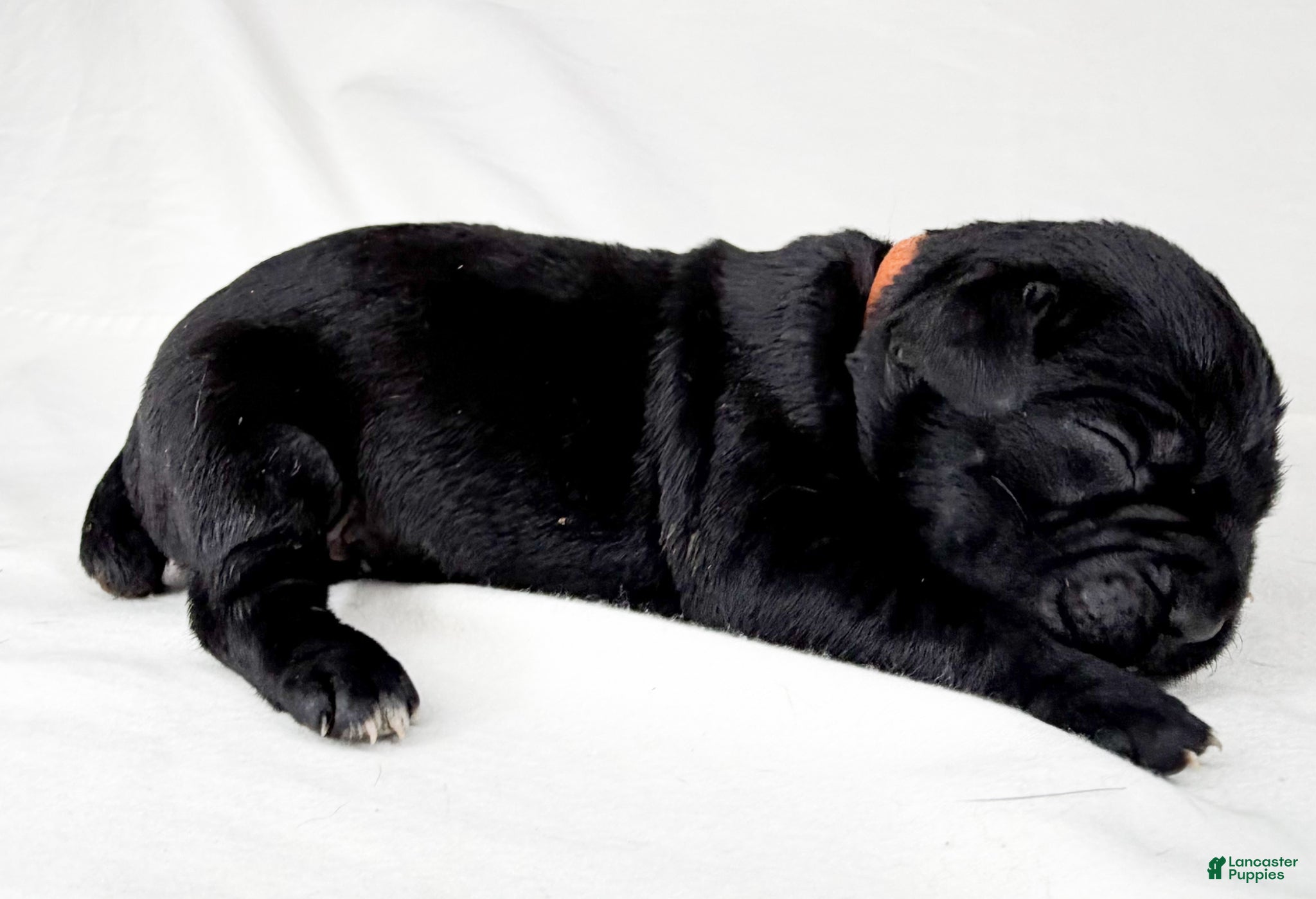 Cane Corso dogs Cane Corso Puppy 5 - Ad 1
