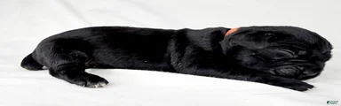 Cane Corso Puppy 5