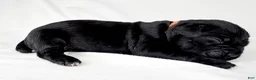 Cane Corso dogs for sale: Cane Corso Puppy 5 - Ad 1