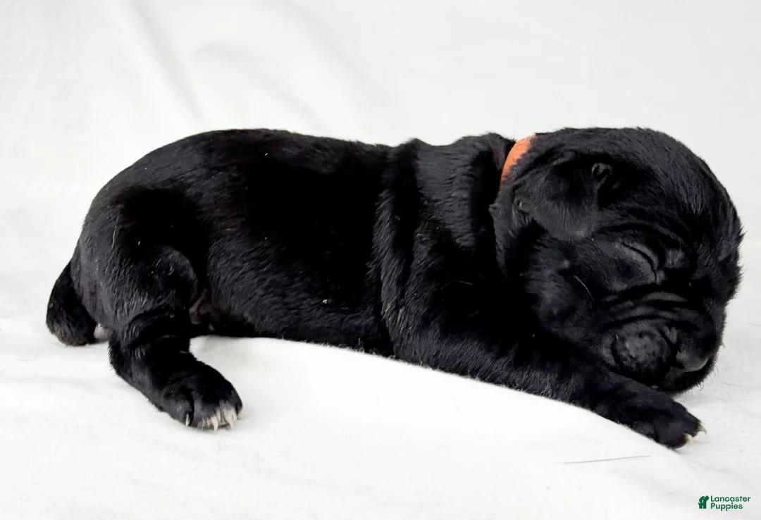Cane Corso dogs for sale: Cane Corso Puppy 5 - Ad 1