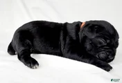 Cane Corso Puppy 5