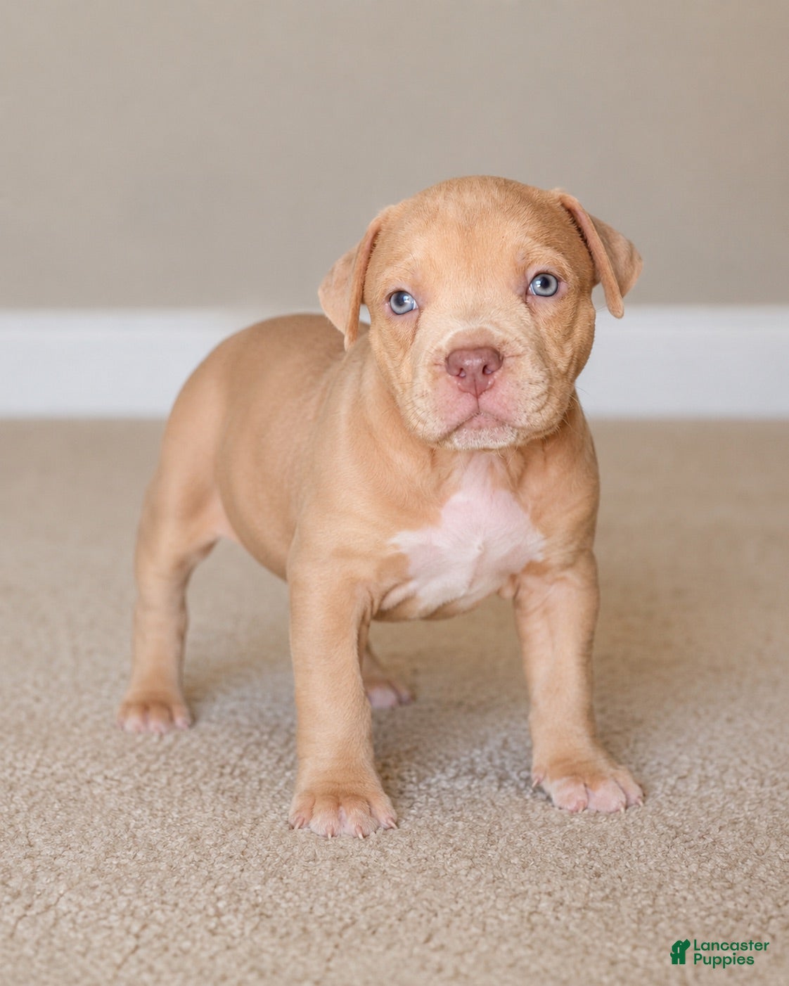 American Bully dogs American Bully 3 - Ad 9