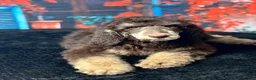 Standard Poodle dogs for sale: Jack - Ad 1