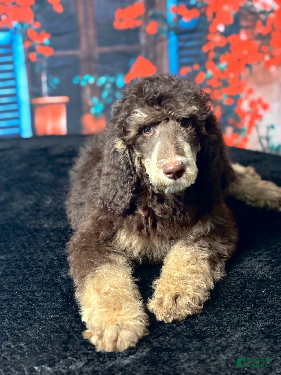 Standard Poodle dogs for sale: Jack - Ad 1