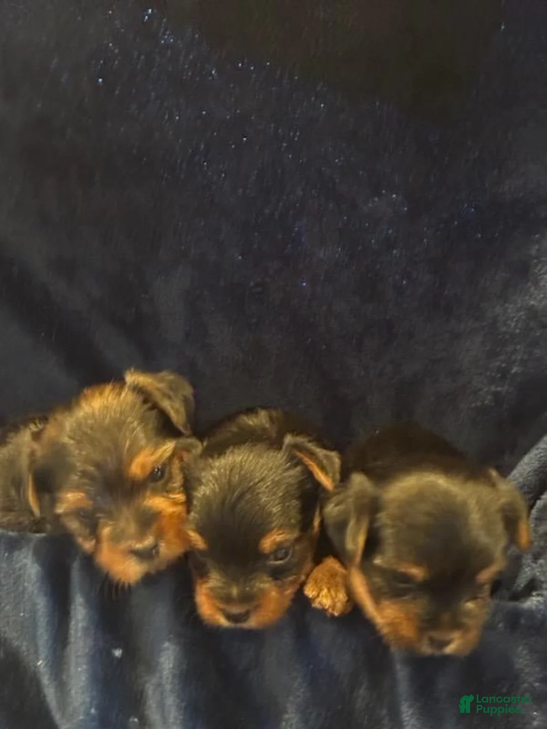 Yorkshire Terrier dogs for sale: Yorkshire Terrier 2 Sparky - Ad 2