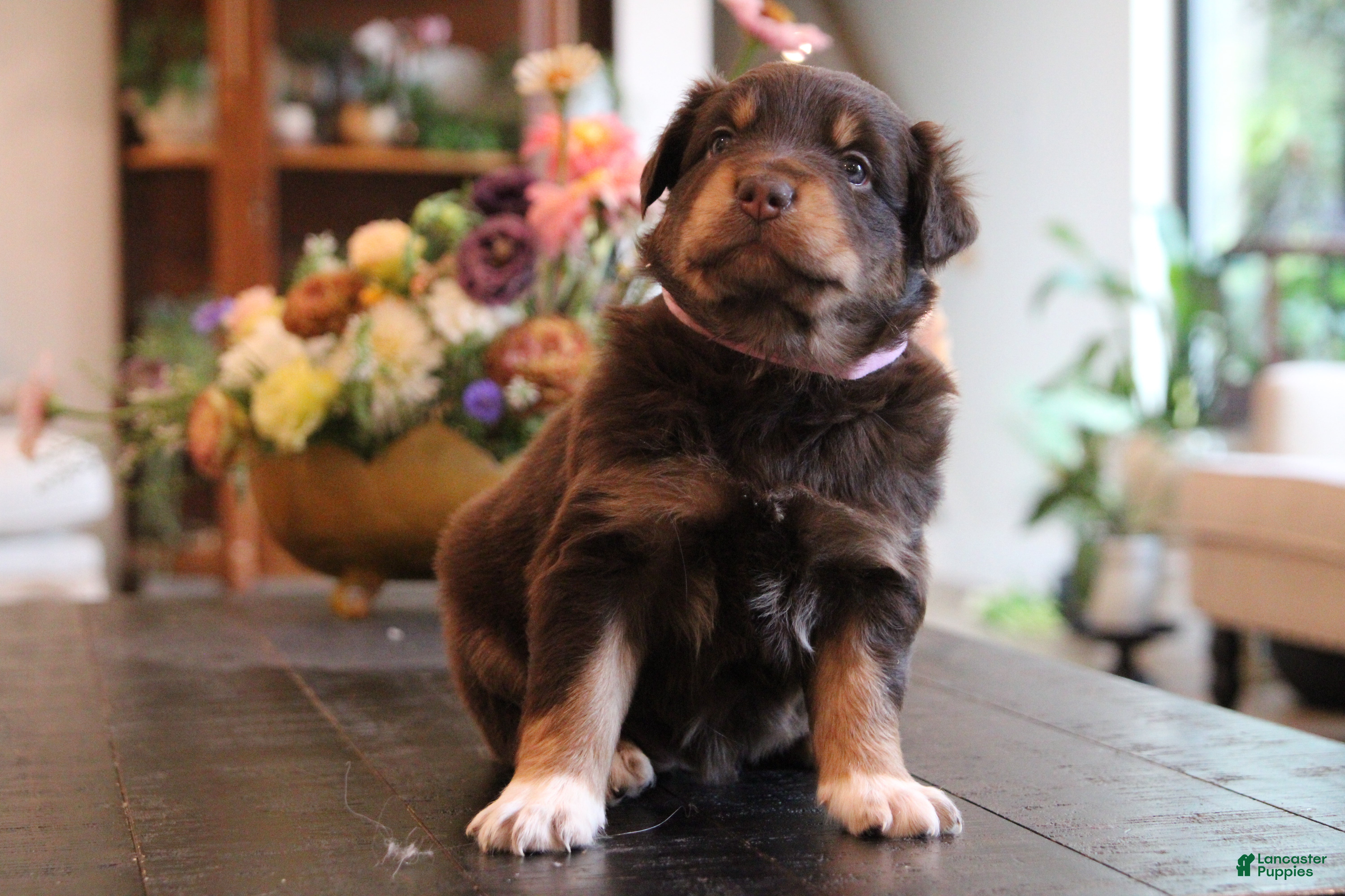 Australian Shepherd dogs Lana - Ad 1