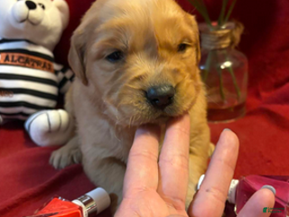 Golden Retriever dogs Red - Ad 39