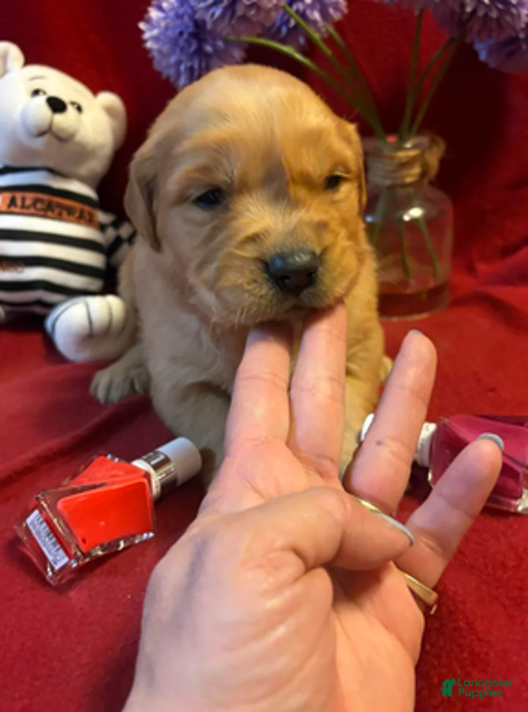Golden Retriever dogs for sale: Red - Ad 1
