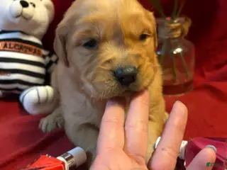 Golden Retriever dogs Red - Ad 34