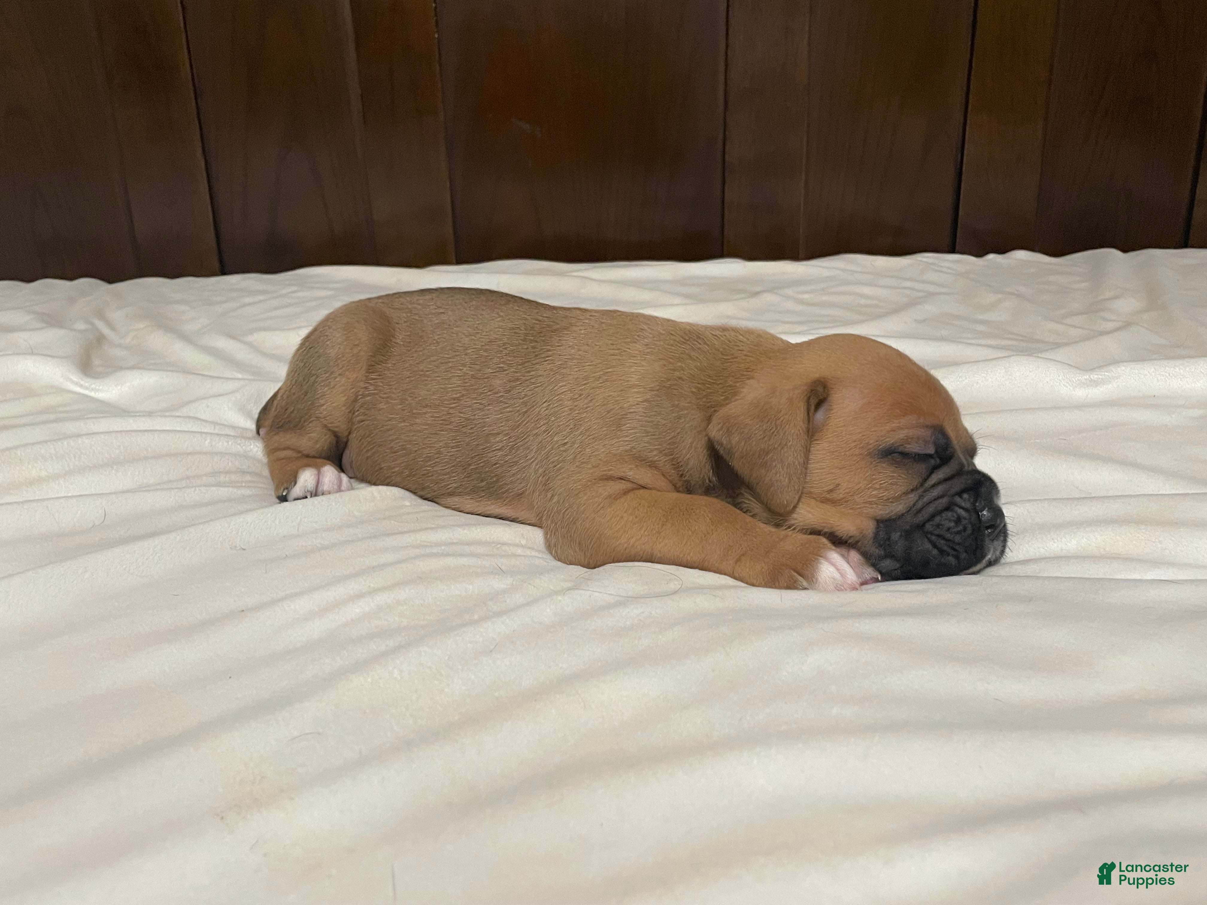 Boxer dogs Big Boy - Ad 25