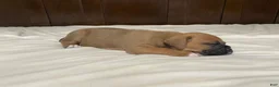 Boxer dogs for sale: Big Boy - Ad 1