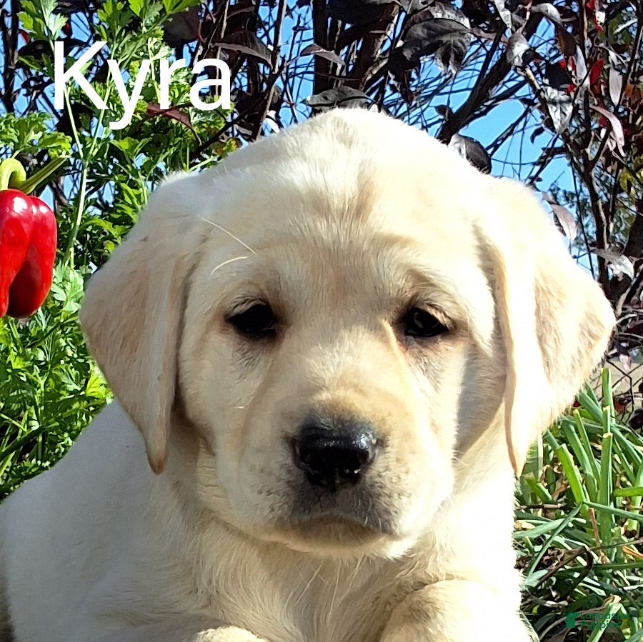 Labrador Retriever dogs for sale: Kyra Labrador Retriever 8 - Ad 1