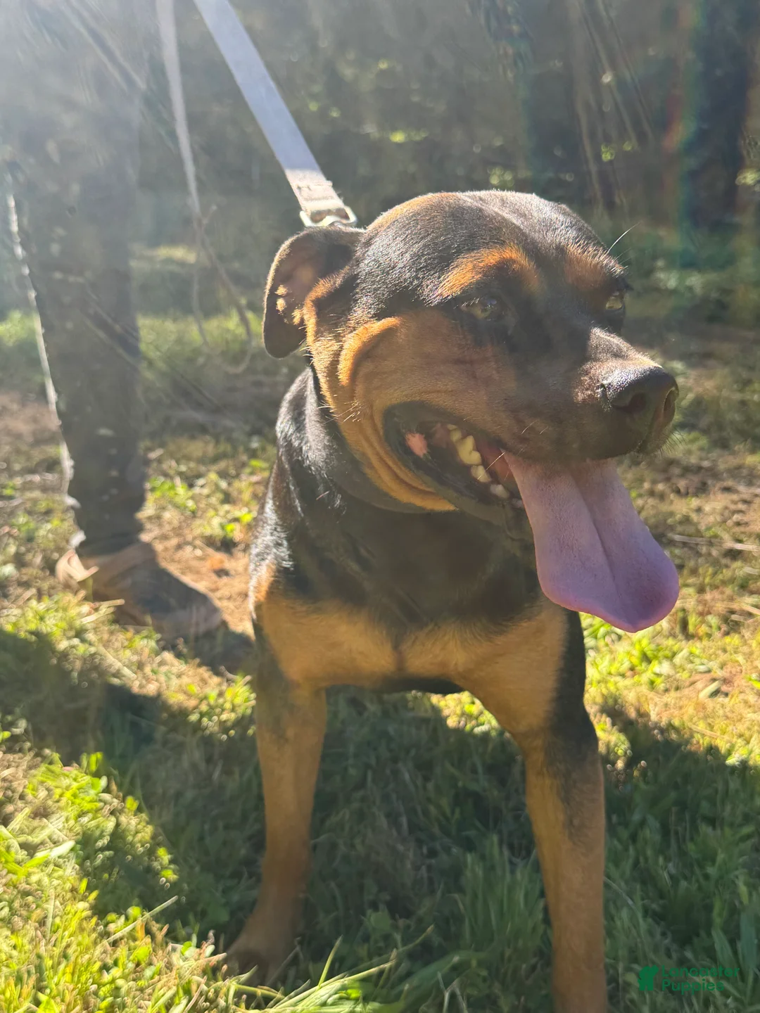 Mixed Breed dogs for sale: Mixed Breed Puppy 2 - Ad 2