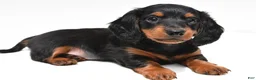 Miniature Dachshund dogs for sale: Knox  - Ad 9