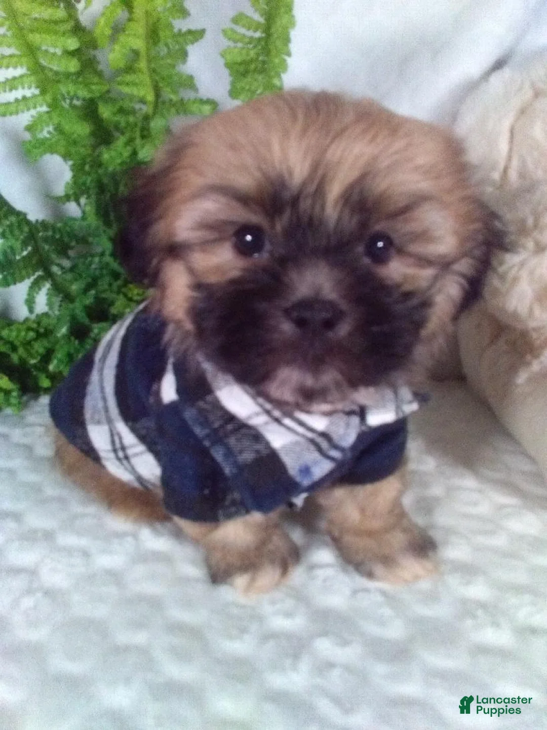 Teddy Bear dogs for sale: Cleo - Ad 1