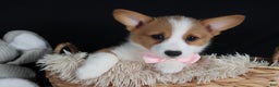 Welsh Corgi Pembroke dogs for sale: Honey - Ad 6