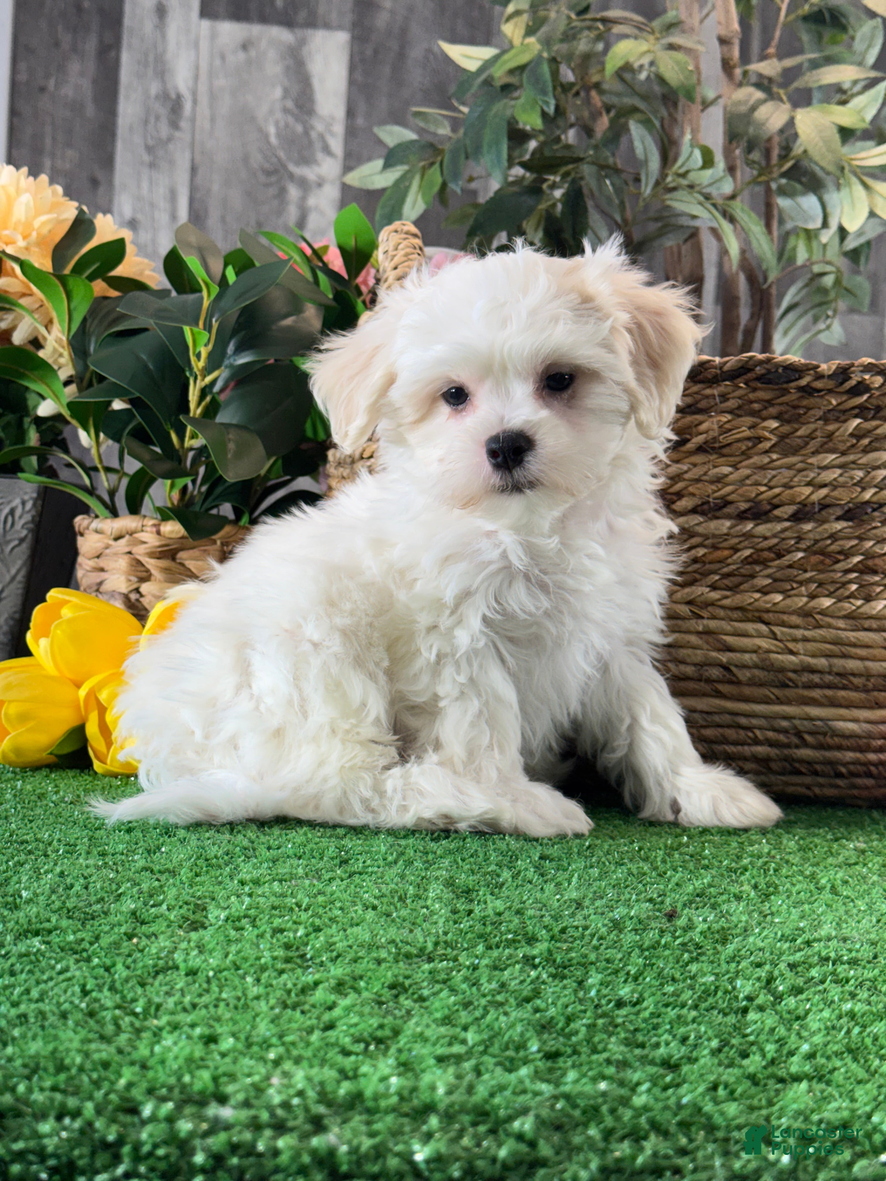 Mixed Breed dogs for sale: Louie - Ad 3