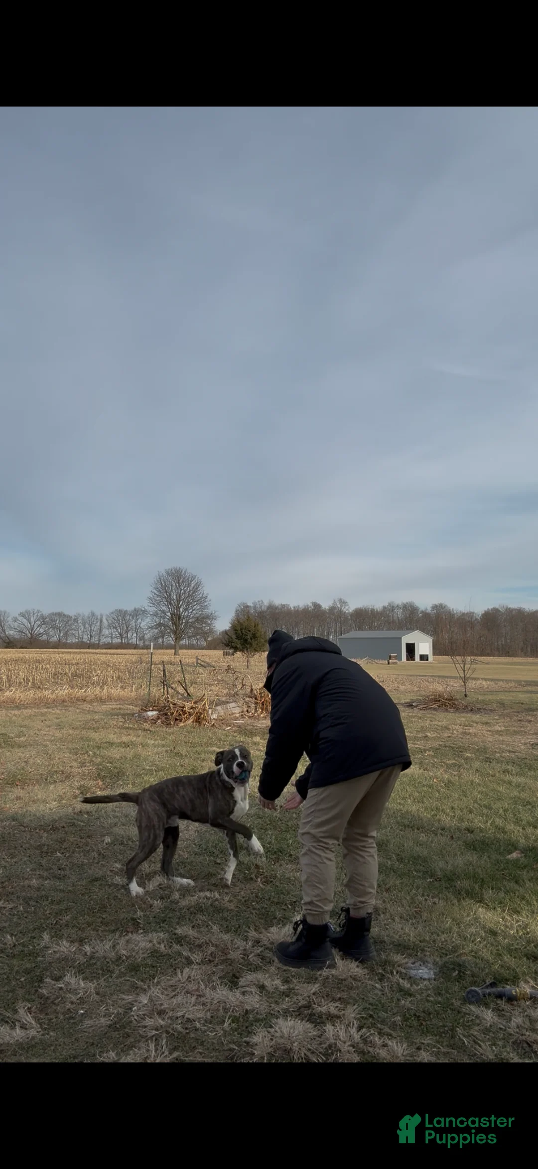 Mixed Breed dogs for sale: Johnna  - Ad 15