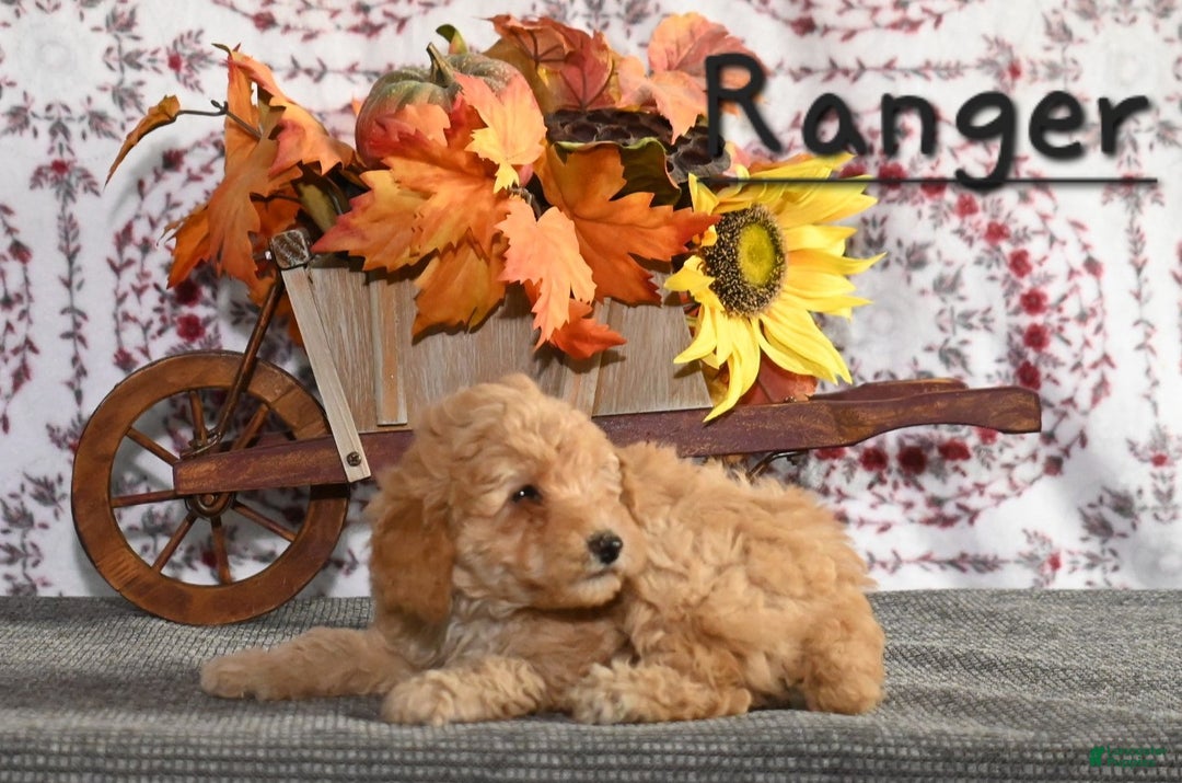 Toy Poodle dogs for sale: Ranger - Ad 2