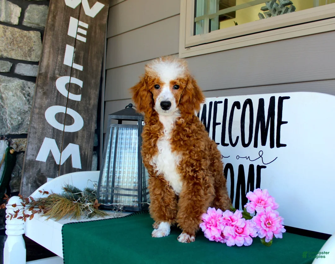 Miniature Poodle dogs for sale: Becca AKC - Ad 5