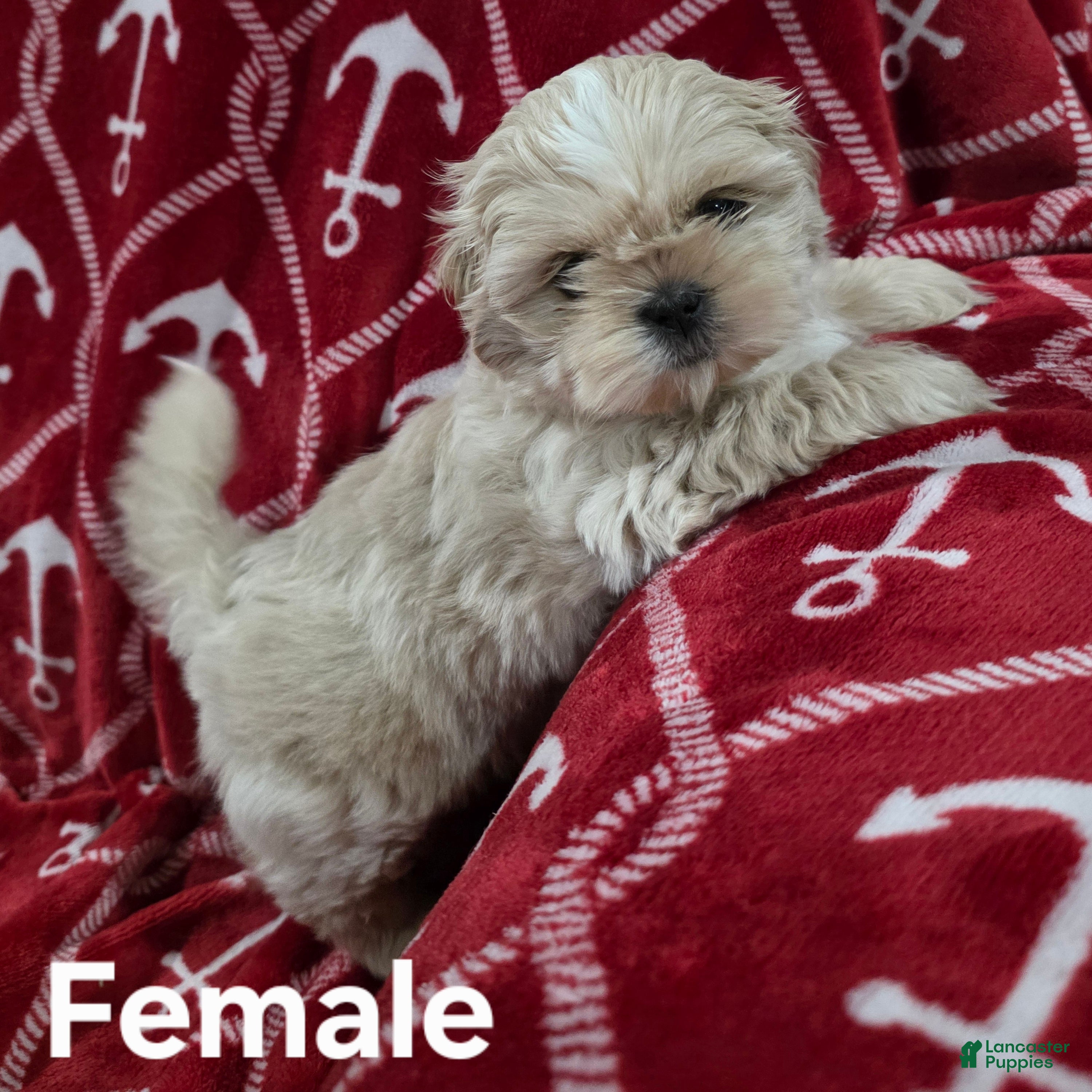 Shih Tzu dogs Shih Tzu Female - Ad 1