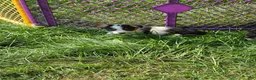 Welsh Corgi Pembroke dogs for sale: Oreo girl  - Ad 10