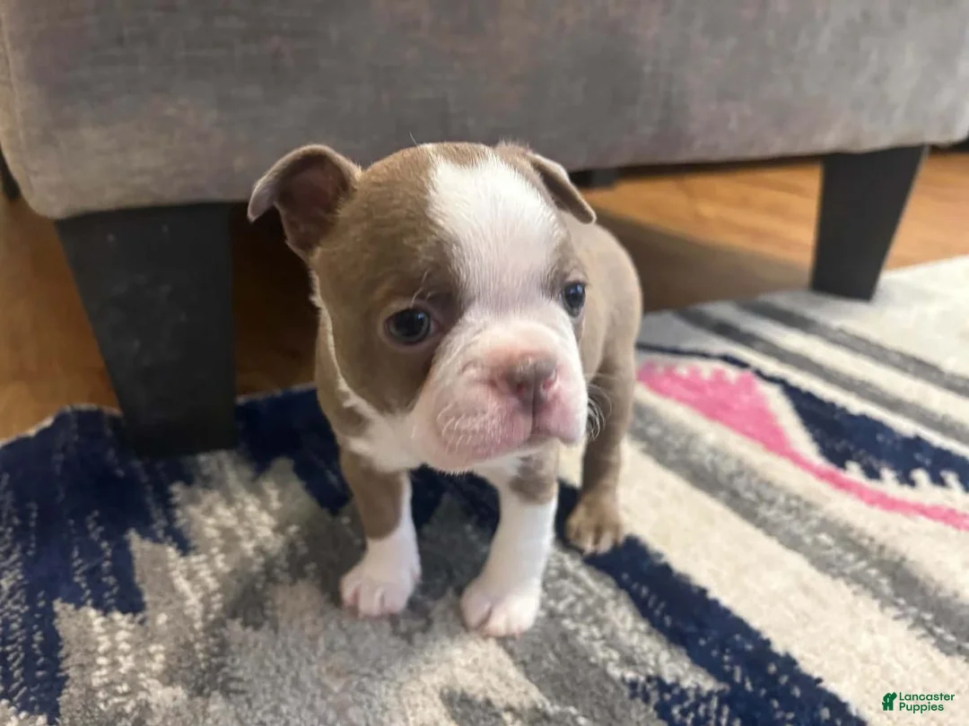 Boston Terrier dogs for sale: Freddy - Ad 3
