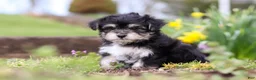 Morkie dogs for sale: Bruno - Ad 7