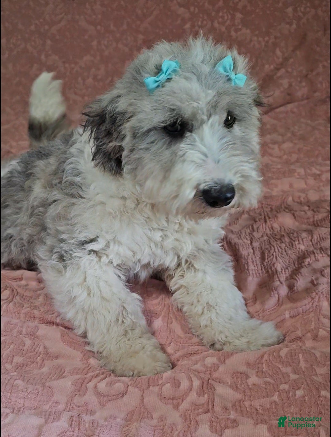 Bichpoo dogs Josie - Ad 40