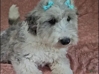 Bichpoo dogs Josie - Ad 40