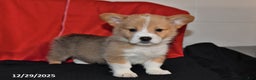 Welsh Corgi Pembroke dogs for sale: Cody - Ad 1