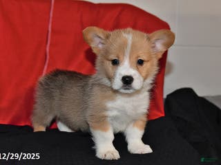 Welsh Corgi Pembroke dogs Cody - Ad 28