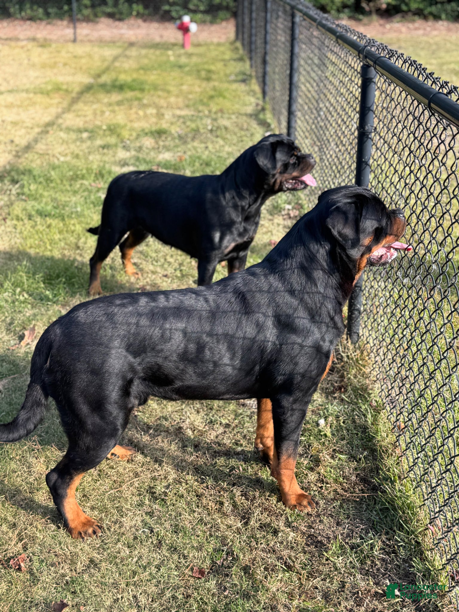 Rottweiler dogs for sale: Rottweiler Puppy 1 - Ad 7