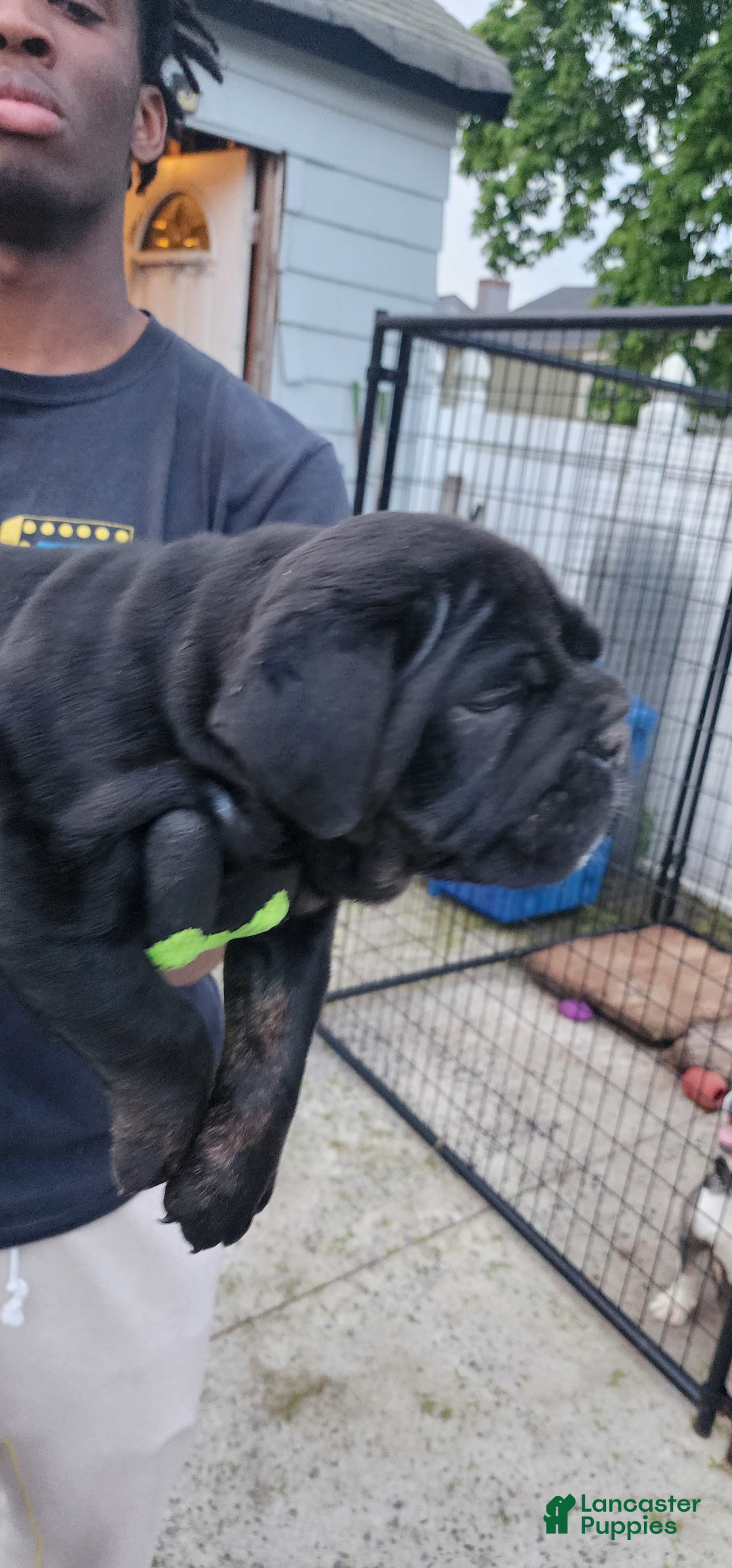 Gallery Image {{count}}