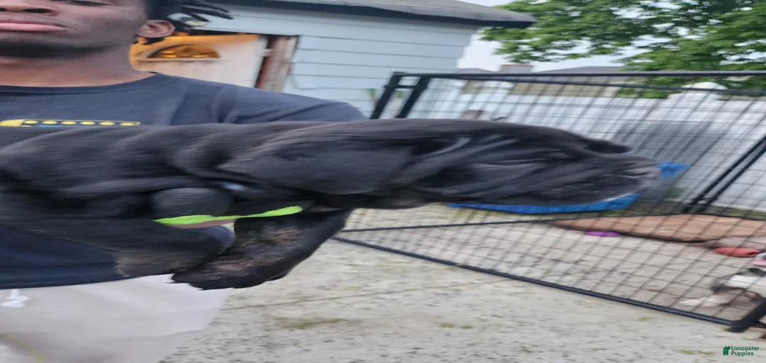 Gallery Image {{count}}