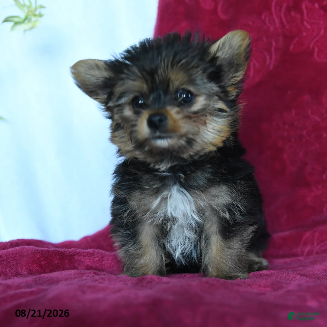 Yorkshire Terrier dogs for sale: Rockie - Ad 1