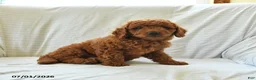 Mini Goldendoodle dogs for sale: Lincoln - Ad 3