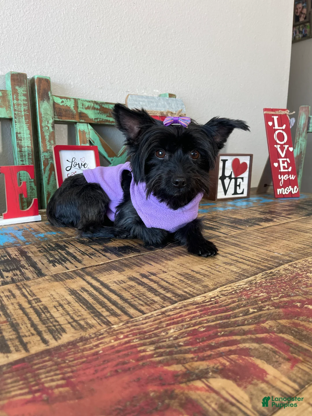 Yorkshire Terrier dogs for sale: KB Black Mia 5 pounds  - Ad 9