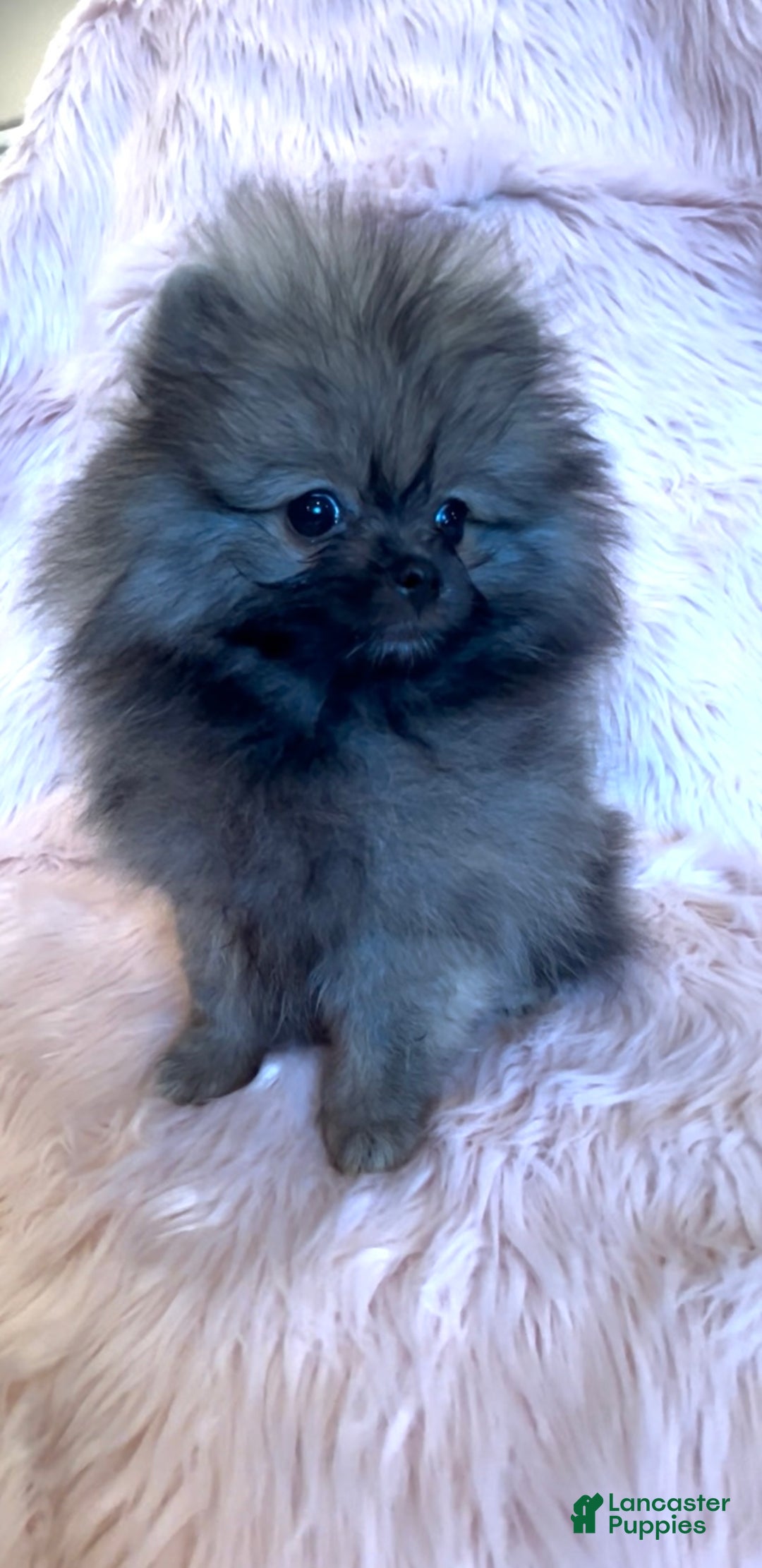 Pomeranian dogs for sale: Penny AKC Registered FULL RIGHTS - Ad 19
