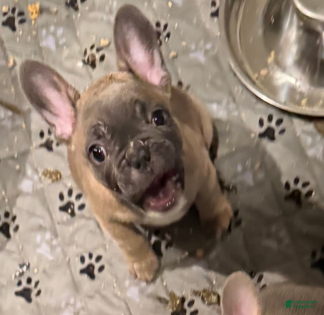 French Bulldog dogs Zeus - Ad 2
