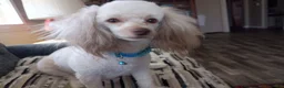 Doxiepoo dogs for sale: Doxiepoo 4 Coco - Ad 3