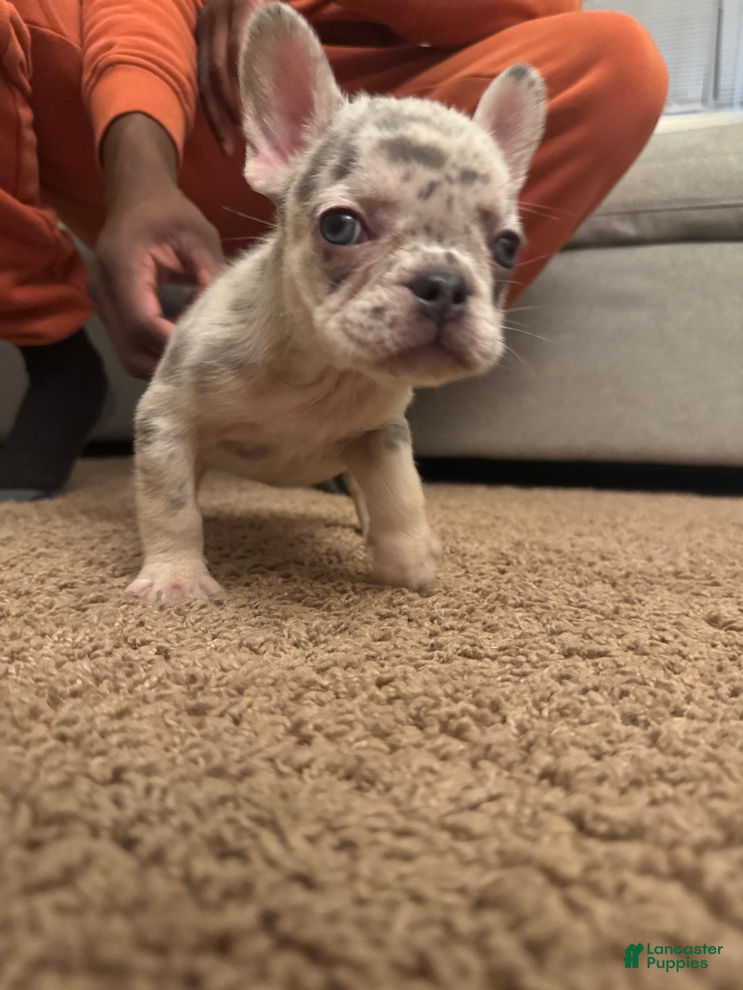 French Bulldog dogs for sale: French Bulldog Puppy 3 - Ad 4