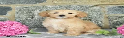 Maltipoo dogs for sale: Emma  - Ad 4