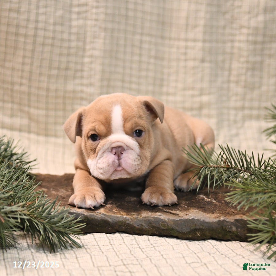 English Bulldog dogs Jingles - Ad 26