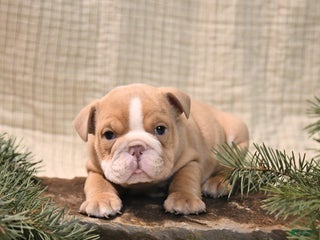 English Bulldog dogs Jingles - Ad 26