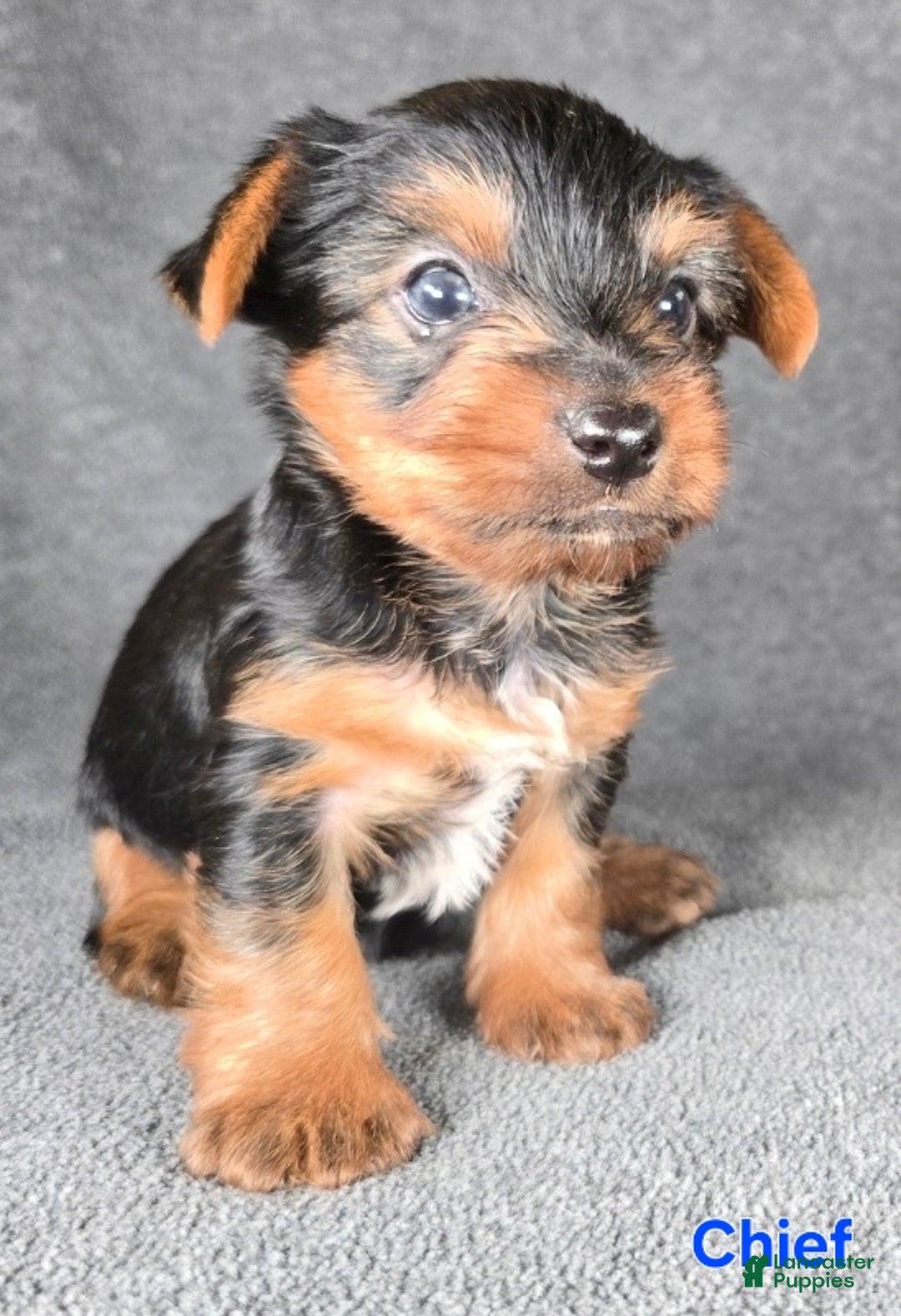 Yorkshire Terrier dogs for sale: Chief - Ad 2